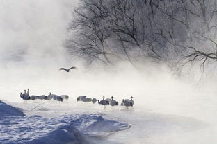 關(guān)于雪的詩(shī)句優(yōu)美文章