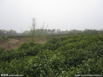 關(guān)于山中茶園的詩(shī)句