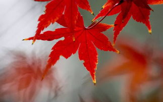 有關(guān)楓葉美的詩(shī)句古詩(shī)