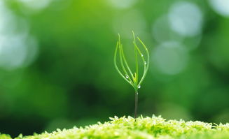 寫(xiě)秋的唯美古詩(shī)句子