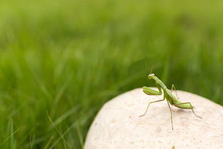 關(guān)于螳螂的古詩(shī)句,捕魚(yú)樂(lè )趣古詩(shī)句,關(guān)于螳螂的古詩(shī)四句