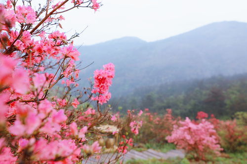 關(guān)于杜鵑有名的詩(shī)句