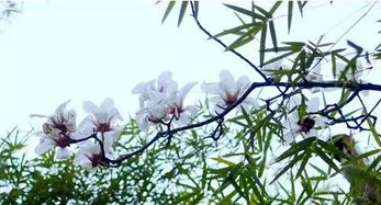 樹(shù)下有一個(gè)人的古詩(shī)句