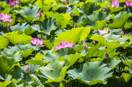 荷花的詞語(yǔ)和詩(shī)句,寫(xiě)兩句有關(guān)荷花的詩(shī)句,形容荷花的詞語(yǔ)和詩(shī)句