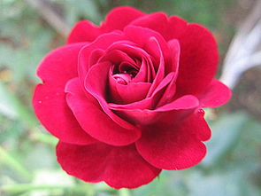 關(guān)于紅五月的詩(shī)句