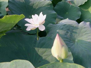 描寫(xiě)有關(guān)荷花的詩(shī)句古詩(shī)