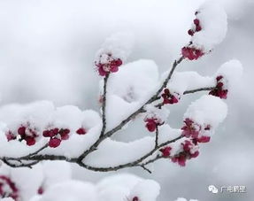 雪天,詩(shī)句,浪漫