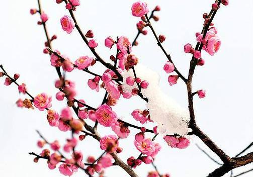 描寫(xiě)冬天雪景的詩(shī)句古詩(shī),贊美第一場(chǎng)雪景的詩(shī)句古詩(shī),贊美家鄉雪景的詩(shī)句古詩(shī)