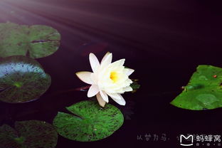 詩(shī)句,風(fēng)花雪月,帶有