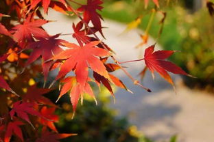 寫(xiě)秋景美的詩(shī)句古詩(shī)