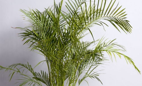 關(guān)于鳳尾竹的詩(shī)句