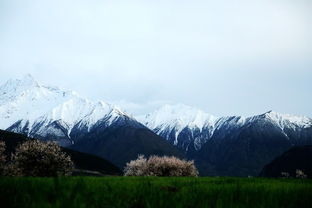 關(guān)于林芝4月份旅游的詩(shī)句