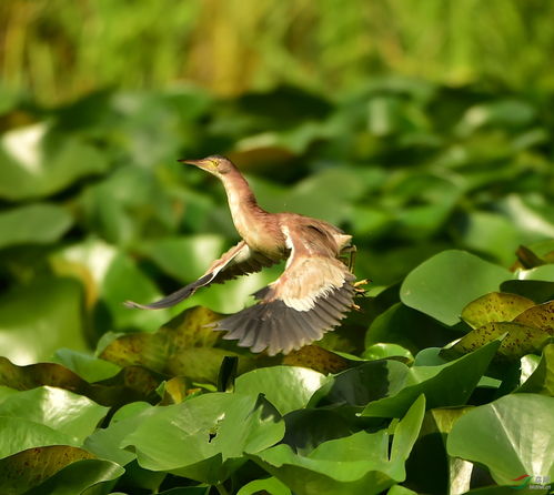 關(guān)于早上鳥(niǎo)兒鳴叫的詩(shī)句
