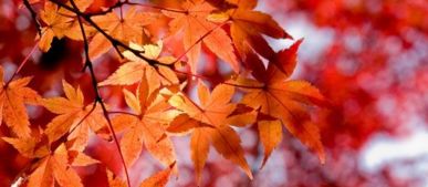 和楓葉有關(guān)的古詩(shī)句