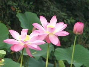 小學(xué)一級荷花的詩(shī)句古詩(shī)大全