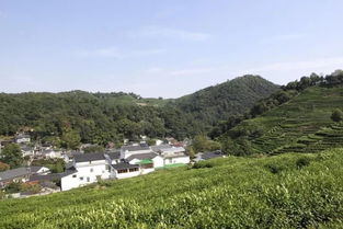 關(guān)于花池的詩(shī)句