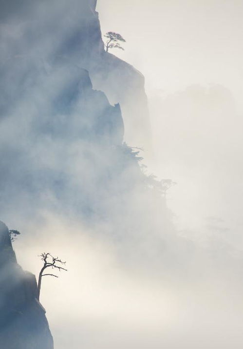 兩句有關(guān)于松的詩(shī)句