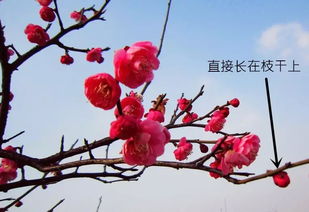 關(guān)于菊花梅花杏花桃花的古詩(shī)句