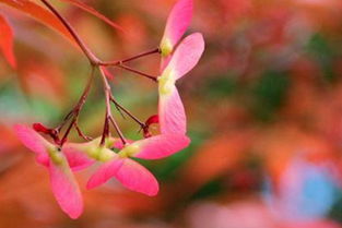 描寫(xiě)春天夜晚的詩(shī)句古詩(shī)詞,描寫(xiě)春天花的詩(shī)句古詩(shī)詞,關(guān)于描寫(xiě)春天景色的詩(shī)句古詩(shī)詞