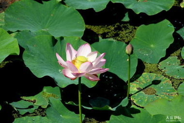 關(guān)于七月荷花的詩(shī)句