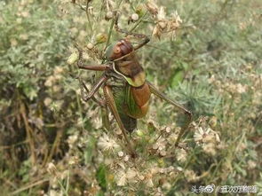 詩(shī)句,鳴蟲(chóng)