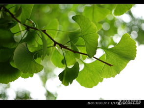 關(guān)于夏天勃勃生機的詩(shī)句