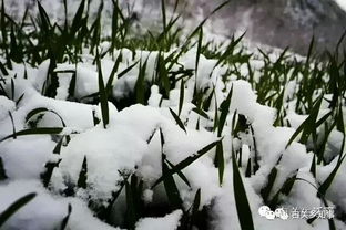 農諺的詩(shī)句,小滿(mǎn)農諺詩(shī)句,關(guān)于農諺的詩(shī)句有哪些