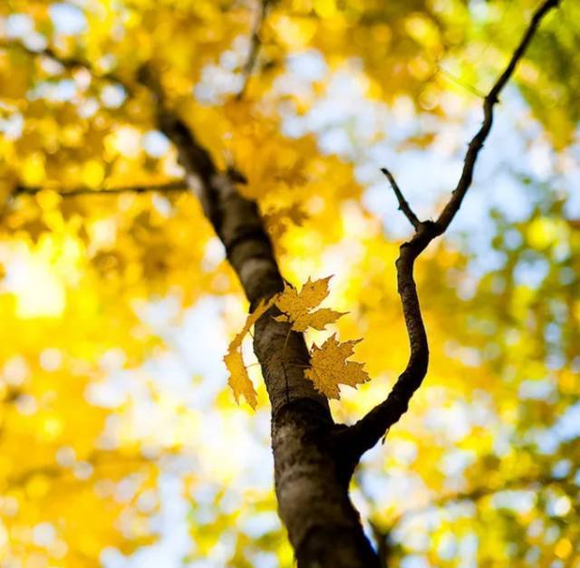 有關(guān)霧靄的古詩(shī)句