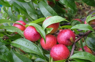 關(guān)于描寫(xiě)油桃的詩(shī)句