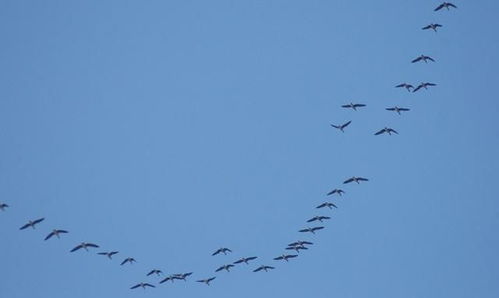 關(guān)于夕陽(yáng)鳥(niǎo)的詩(shī)句古詩(shī)