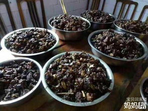 關(guān)于夏至狗肉節的詩(shī)句