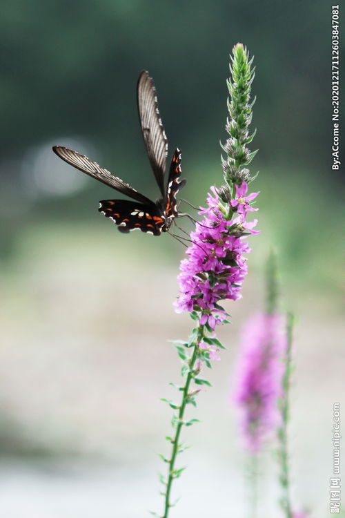 寓意美好的關(guān)于蝴蝶的詩(shī)句