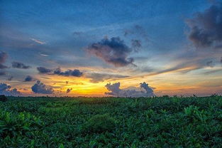 關(guān)于保護紅樹(shù)林的詩(shī)句