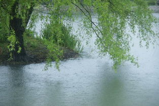 關(guān)于描寫(xiě)湖邊花柳的詩(shī)句