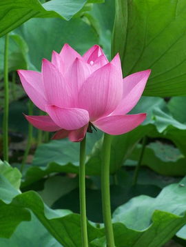 關(guān)于對荷花的詩(shī)句