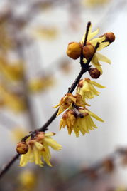 詩(shī)句,梅花,散文