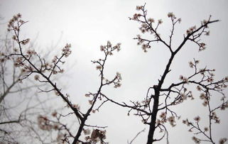 徑庭,詩(shī)句,葉落若