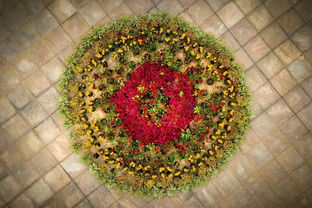 菊花古詩(shī)句釋中的意思