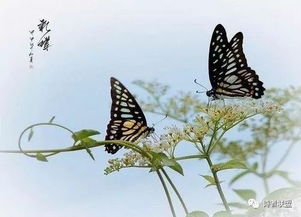 寫(xiě)一句關(guān)于蝴蝶的詩(shī)句