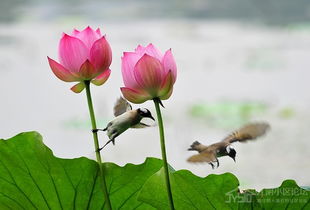 寫(xiě)贊美荷花的詩(shī)句古詩(shī)詞