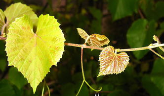 關(guān)于露珠英語(yǔ)詩(shī)句