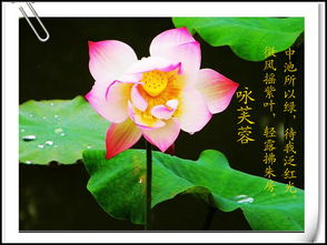 關(guān)于贊美荷花的詩(shī)句古詩(shī)詞