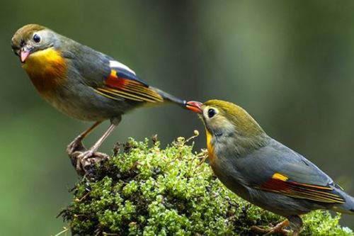 古詩(shī),詩(shī)句,中與,有哪些