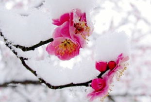 江南梅花詩(shī)句古詩(shī)詞