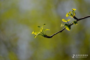 生機勃勃,詩(shī)句,春天