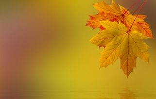 關(guān)于落葉的悲涼詩(shī)句