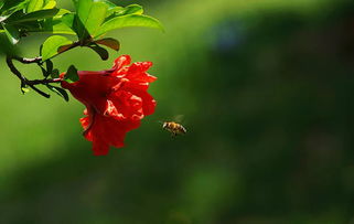 描寫(xiě)石榴花的古詩(shī)句