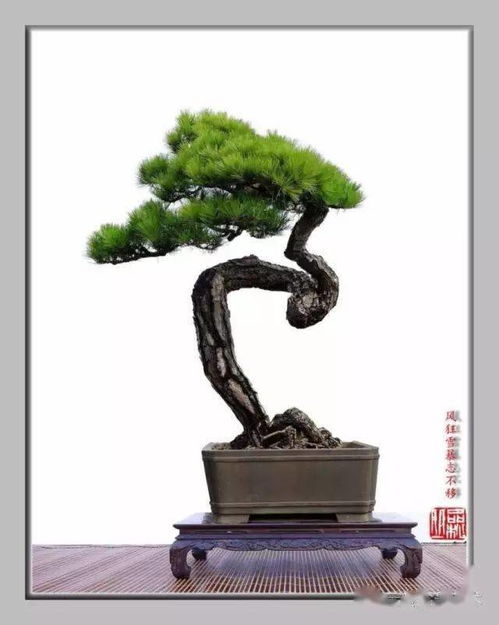 松樹(shù),詩(shī)句,表現