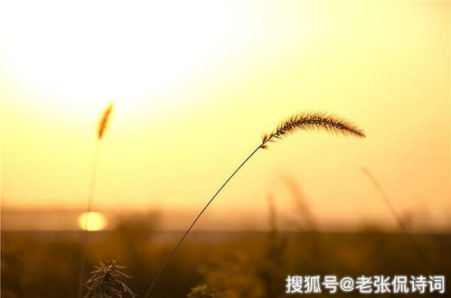 思鄉,古詩(shī),秋日,詩(shī)句