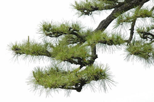 關(guān)于松樹(shù)的古詩(shī)句和名言警句